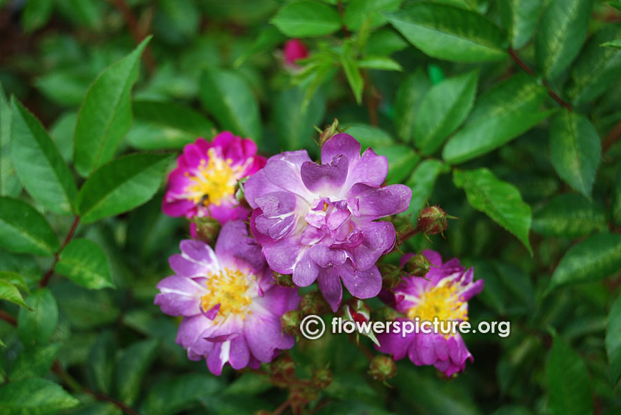 Thistle purple rose from ooty rose garden