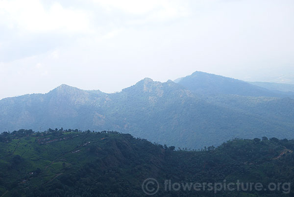 Nilgiri hills