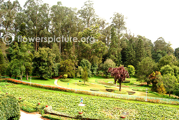 Ooty botanical garden trees