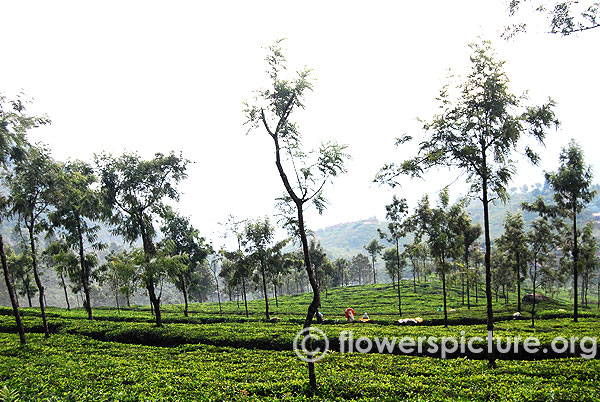 Tea estate in ooty