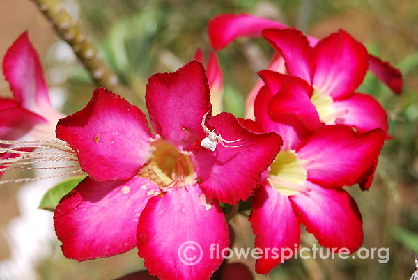 Adenium obesum-trichy butterfly park