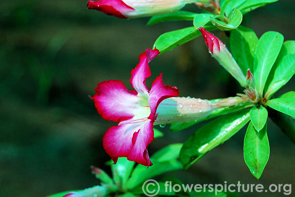 Adenium-Trichy butterfly park