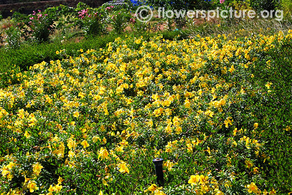 Allamanda cathartica garden