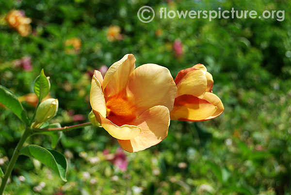 Allamanda cathartica-Srirangam butterfly park