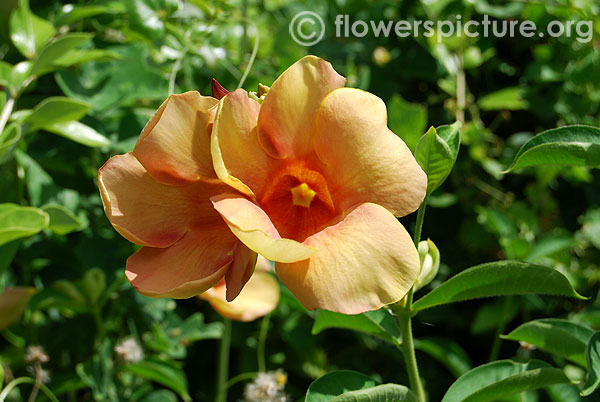 Allamanda neriifolia-Trichy butterfly park