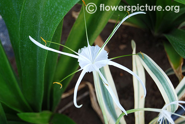 Alligator lily