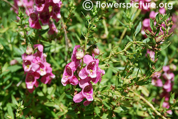 Angelonia angustifolia