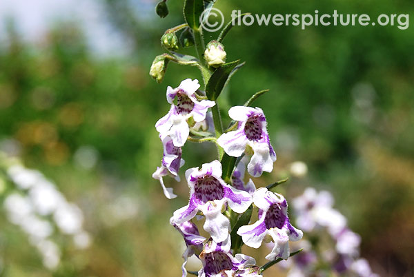 Angelonia grandiflora