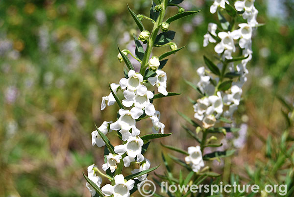 Angelonia