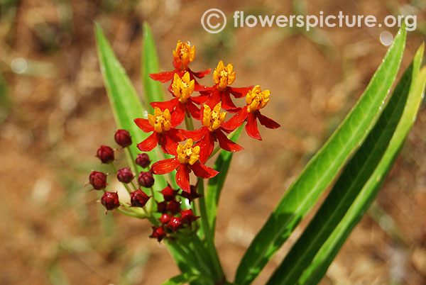 Asclepias curassavica-tropical milkweed