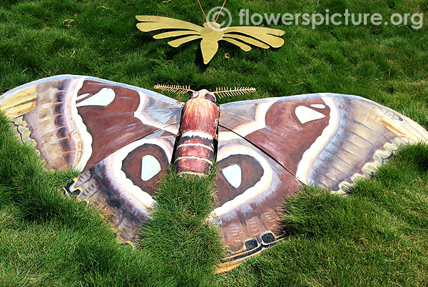 Asian atlas moth-Attacus atlas