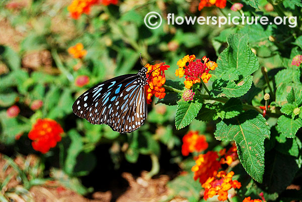 Blue glassy tiger