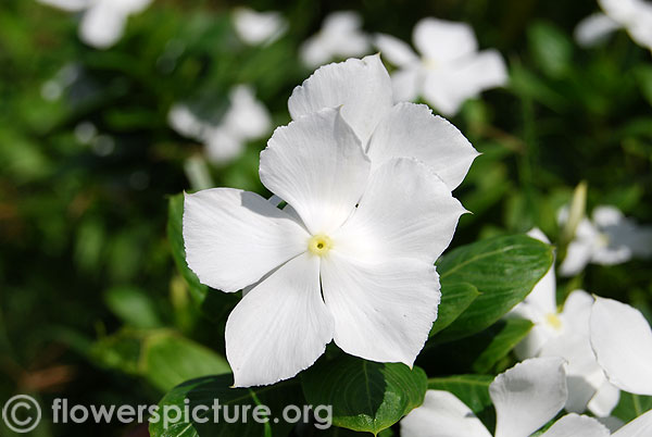 Catharanthus roseus white-Trichy butterfly park