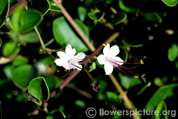 Clerodendrum heterophyllum