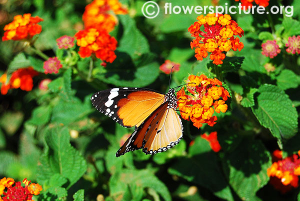 Danaus chrysippus