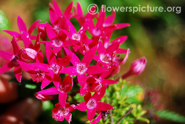 Egyptian star cluster-Srirangam butterfly park