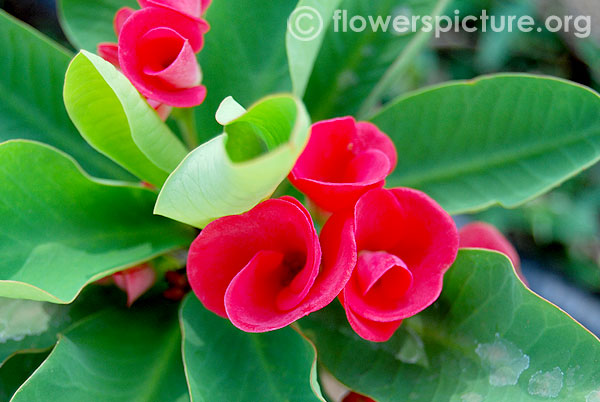 Euphorbia milii-Crown of thorns-Srirangam butterfly park