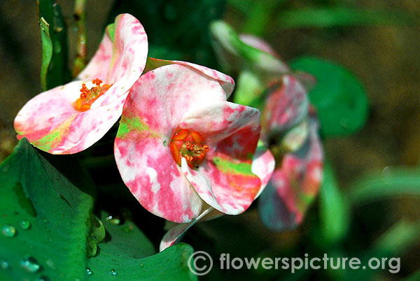 Euphorbia milii hybrid-Srirangam butterfly park