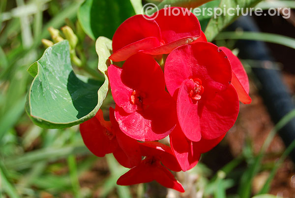 Euphorbia milii-Srirangam butterfly park