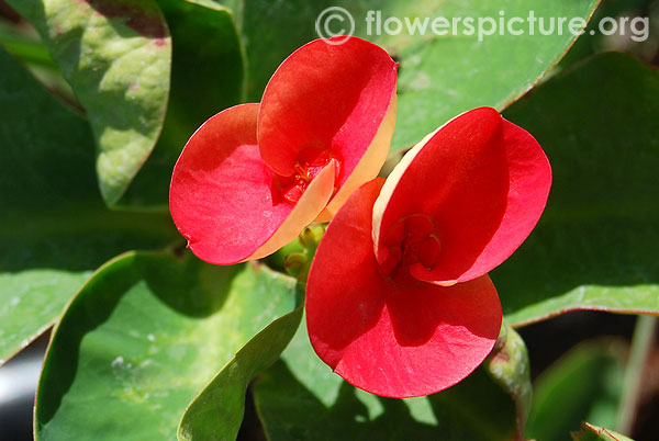 Euphorbia milii var roseana-Srirangam butterfly park