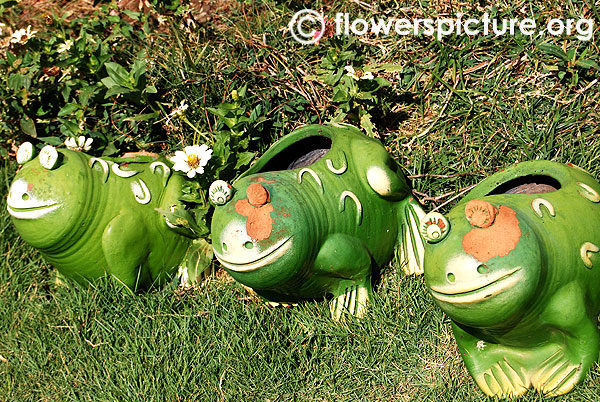 Frogs in butterfly garden