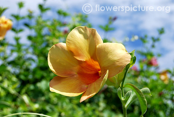 Golden trumpet-Srirangam butterfly park