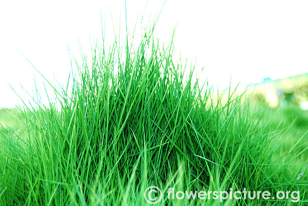 Grass decoration-Srirangam butterfly park