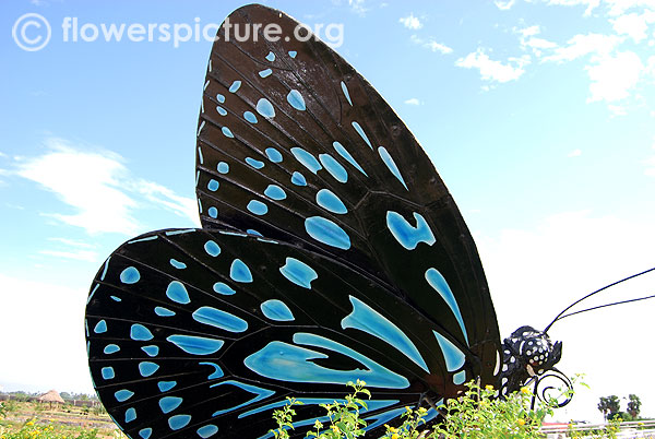 Ideopsis vulgaris butterfly