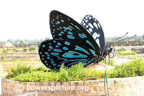 Ideopsis vulgaris macrina