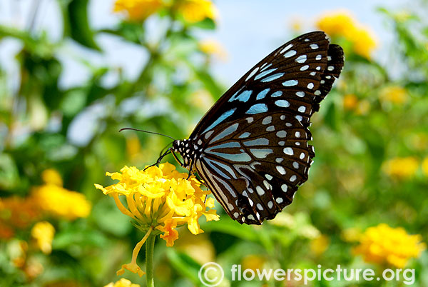 Ideopsis vulgaris on yellow lantana