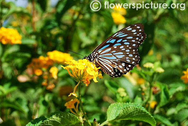 Ideopsis vulgaris