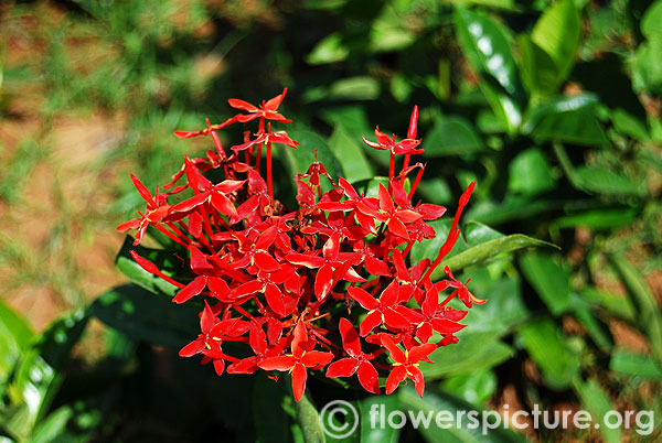 Ixora coccinea-Trichy butterfly park