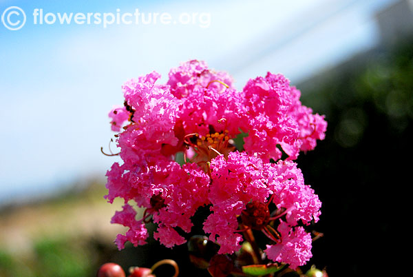 Lagerstroemia indica srirangam butterfly park