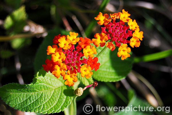 Lantana camara orange