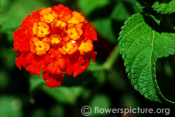 Lantana camara red spread