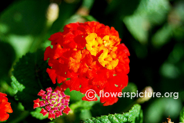 Lantana camara