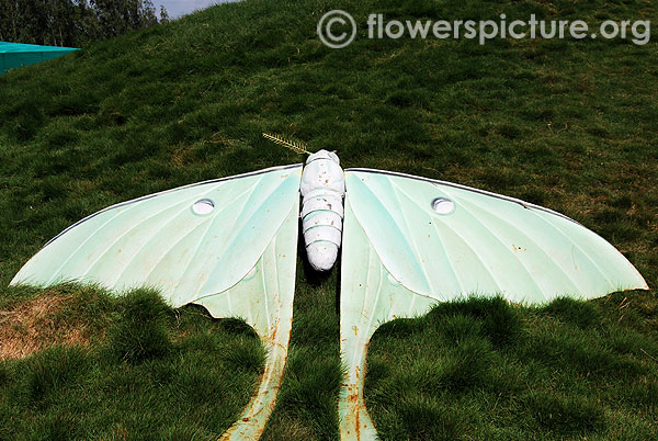 Luna moth-Actias luna