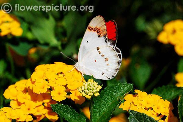 Orange tip butterfly on yellow lantana