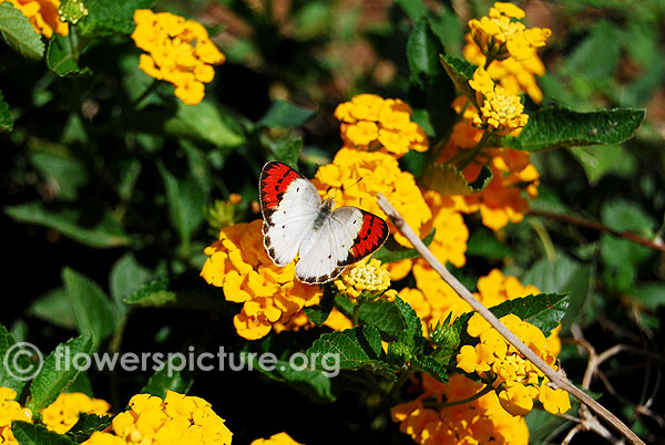 Orange tip butterfly