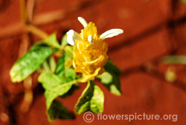 Pachystachys lutea-Golden shrimp plant