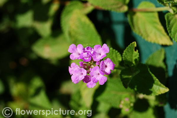 Purple lantana