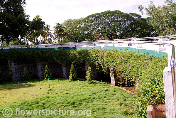 Purple trailing lantana in srirangam butterfly park entrance