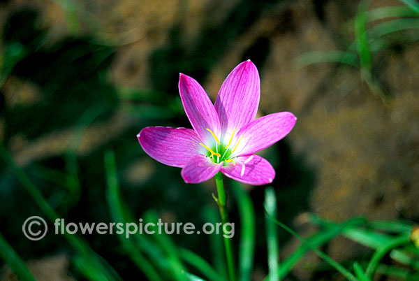 Rain lily-Trichy butterfly park