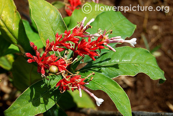 Rauvolfia serpentina