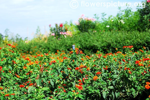 Red lantana plants