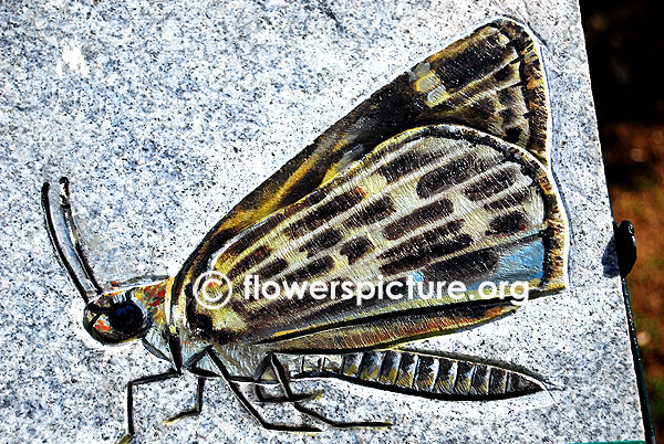 Taractrocera maevius