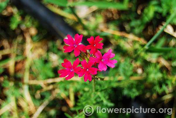 Verbena hybrida