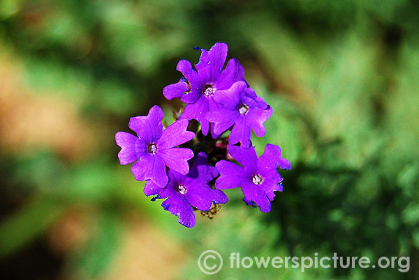 Verbena rigida