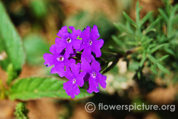 Verbena tenuisecta