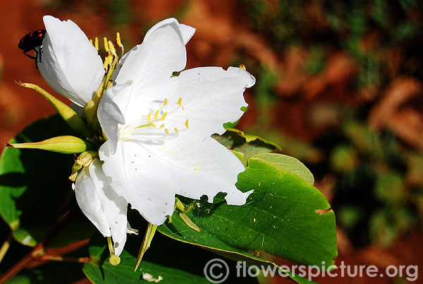 White bauhinia